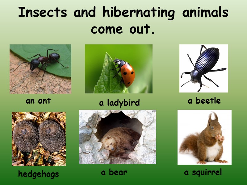 Insects and hibernating animals come out. an ant a ladybird a beetle hedgehogs a
